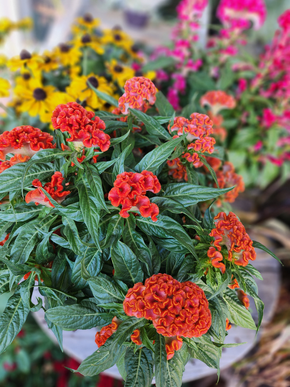 Fall Planter – D & L FLORIST & GIFTS LLC, Houston MO
