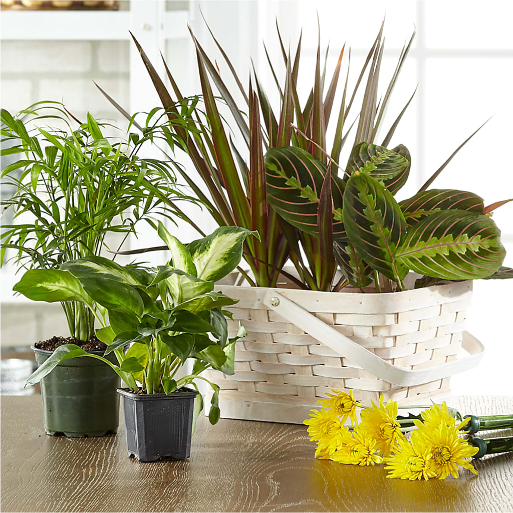 Florist Designed Blooming and Green Plants in a Basket – D & L FLORIST & GIFTS LLC, Houston MO