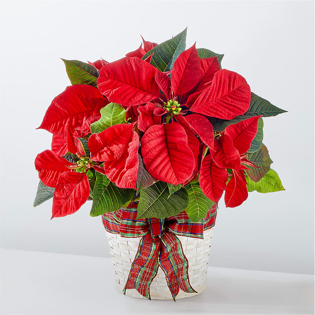 Happiest Holidays Poinsettia – D & L FLORIST & GIFTS LLC, Houston MO