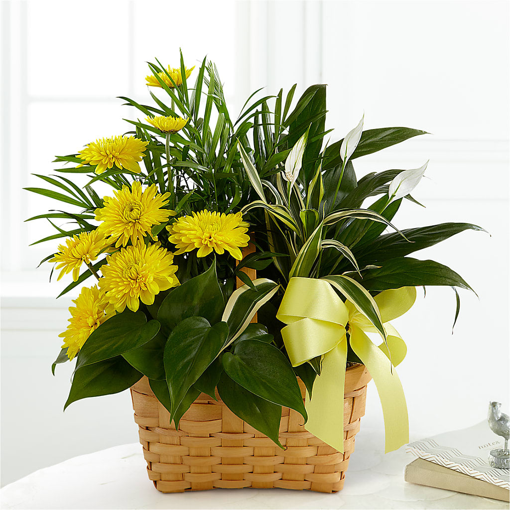 Loving Light Dishgarden – D & L FLORIST & GIFTS LLC, Houston MO