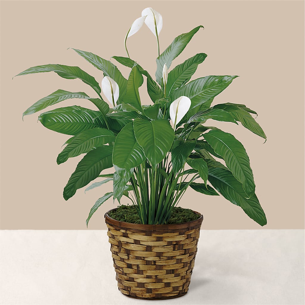 Tranquil Moments Peace Lily Plant – D & L FLORIST & GIFTS LLC, Houston MO