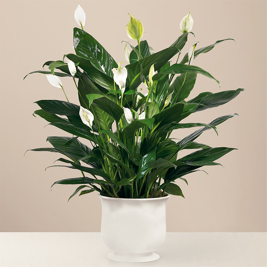 Comfort Planter – D & L FLORIST & GIFTS LLC, Houston MO