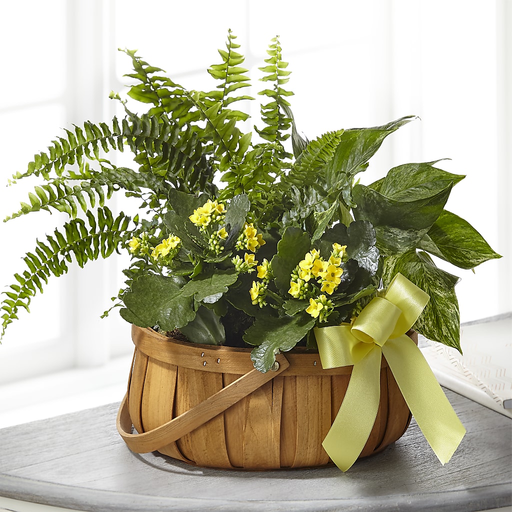 Always Dear Dishgarden – D & L FLORIST & GIFTS LLC, Houston MO