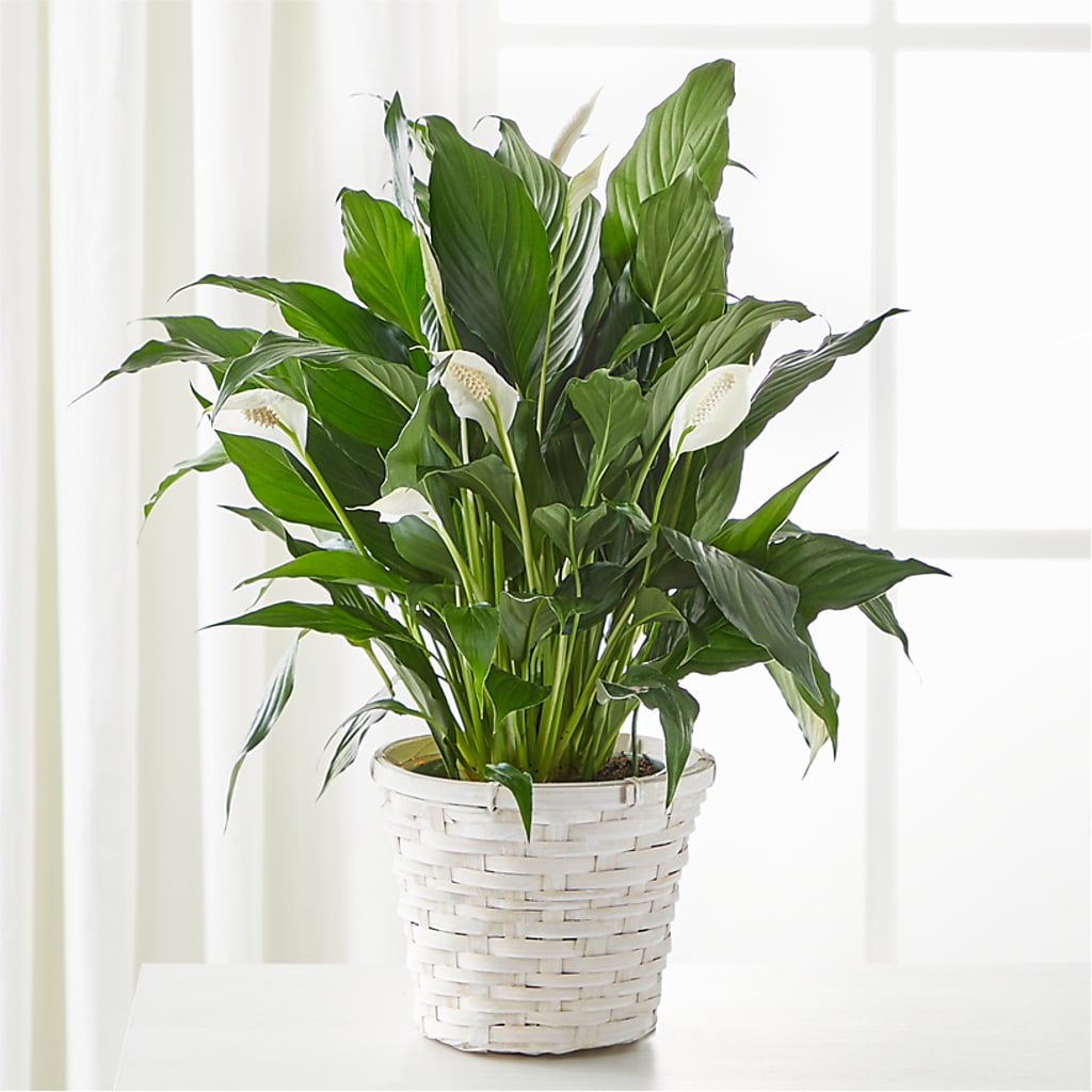 A New Leaf Peace Lily – D & L FLORIST & GIFTS LLC, Houston MO