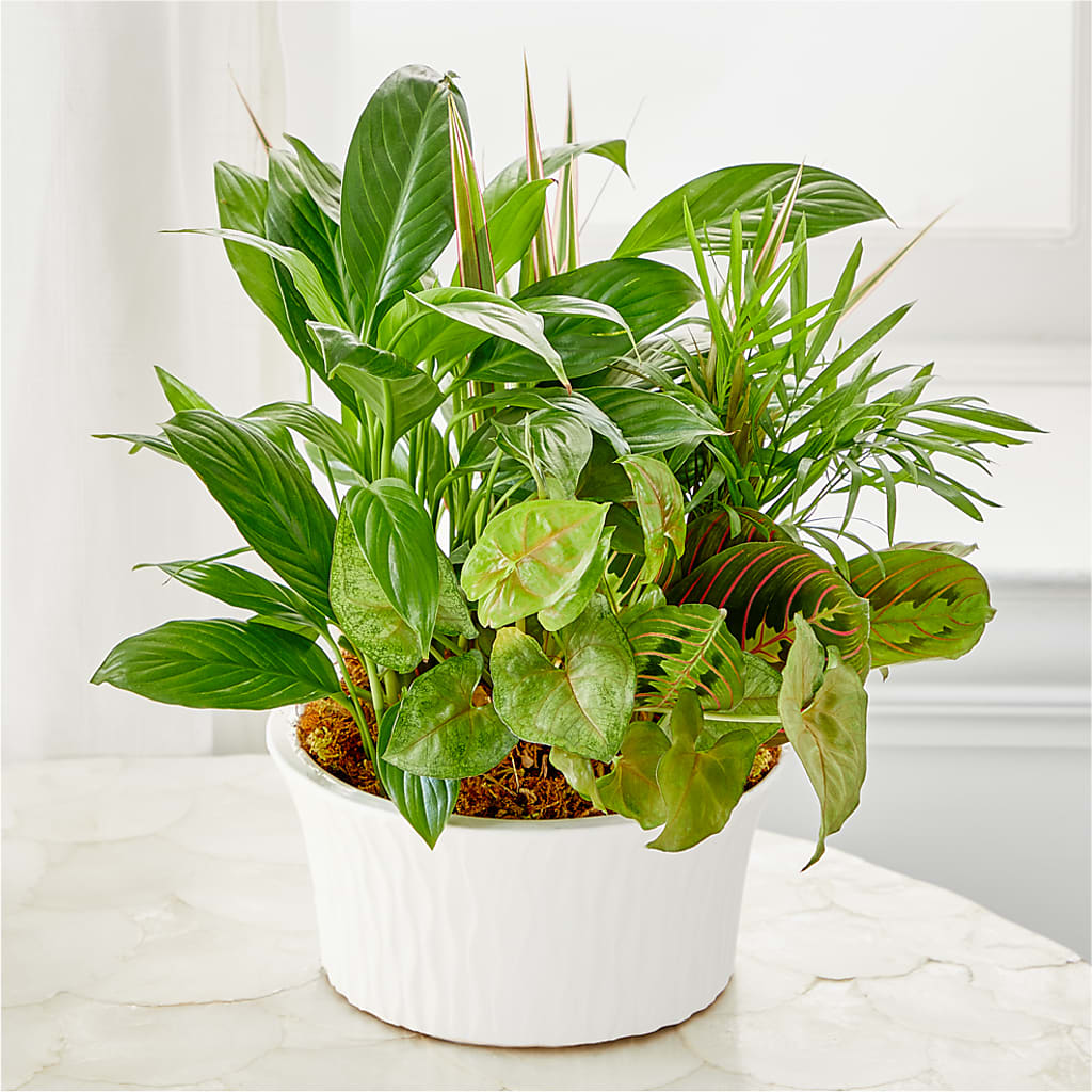 Balance & Harmony Dishgarden – D & L FLORIST & GIFTS LLC, Houston MO