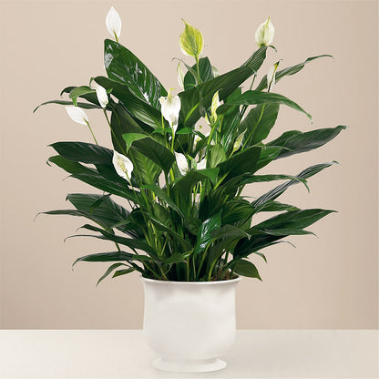 Comfort Planter – D & L FLORIST & GIFTS LLC, Houston MO