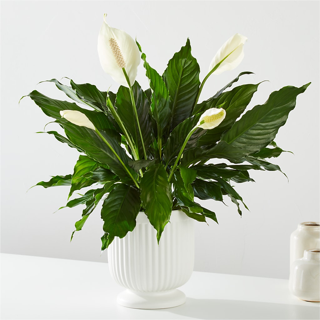 Comfort Planter – D & L FLORIST & GIFTS LLC, Houston MO
