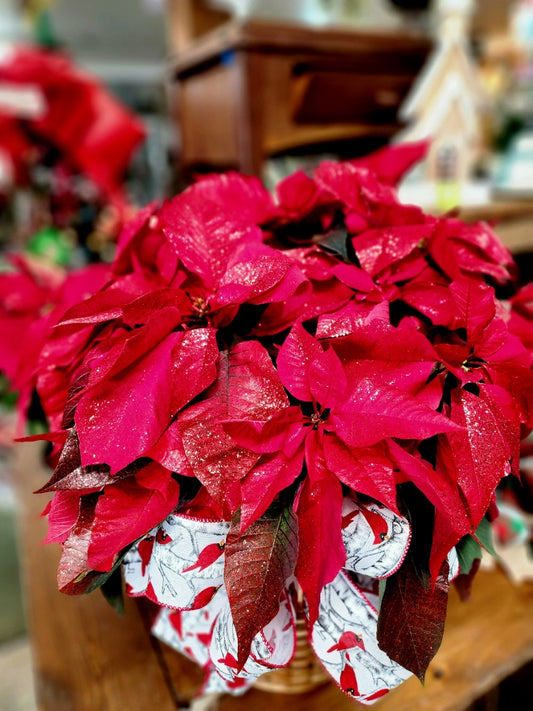 Poinsettia