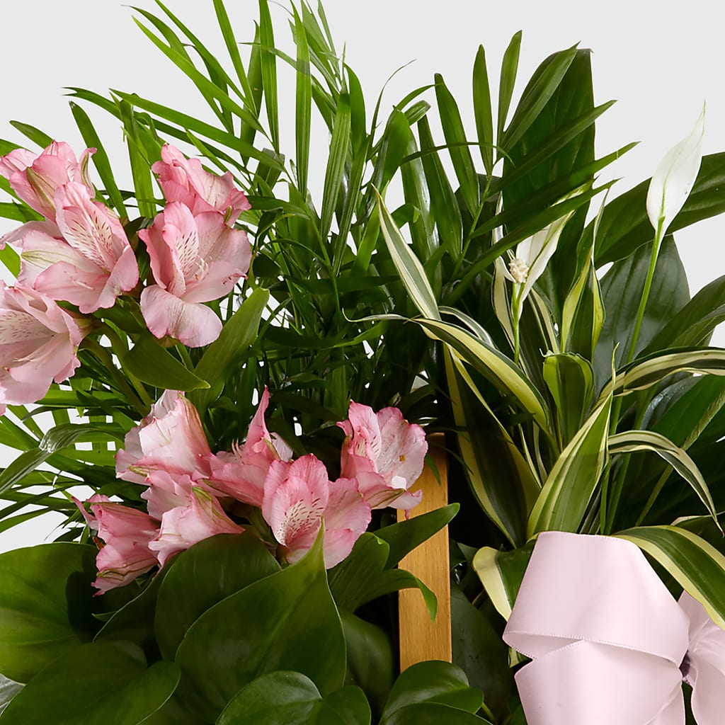 Living Spirit Dishgarden – D & L FLORIST & GIFTS LLC, Houston MO