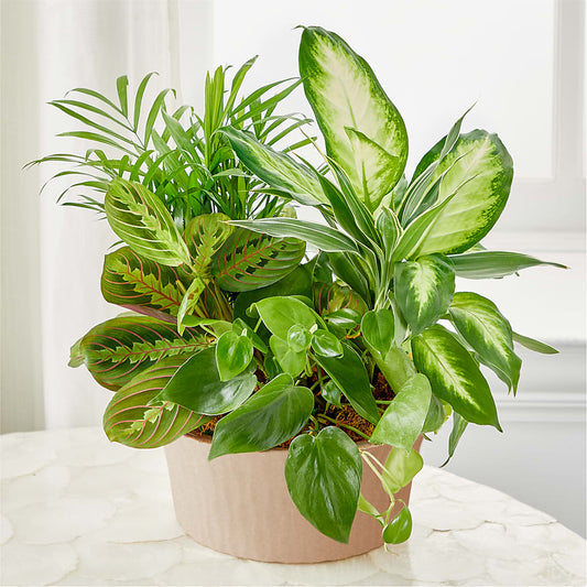 Balance & Harmony Dishgarden – D & L FLORIST & GIFTS LLC, Houston MO