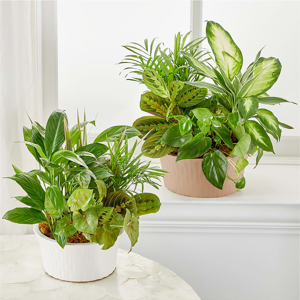 Balance & Harmony Dishgarden – D & L FLORIST & GIFTS LLC, Houston MO